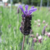 French Lavender - Lavandula Stoechas 'Fathead'