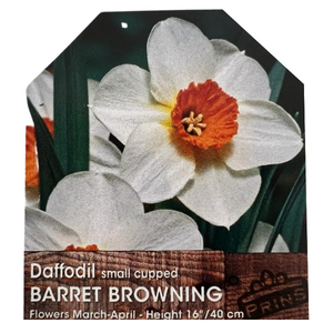 Daffodil Small Cupped Barrett Browning Bulbs 3kg Bag