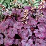 Heuchera 