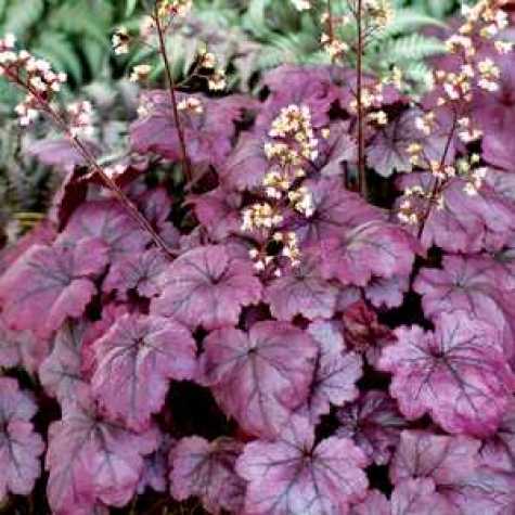 Heuchera 'Plum Royale' Coral Bells