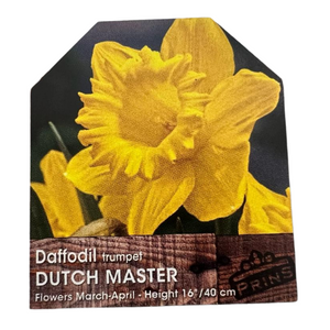 Daffodil Trumpet Dutch Master Bulbs  3Kg Bag