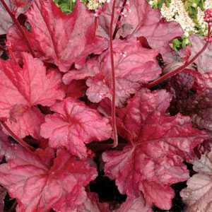 Heuchera 'Fire Chief' (Coral Bells)