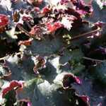 Heuchera 