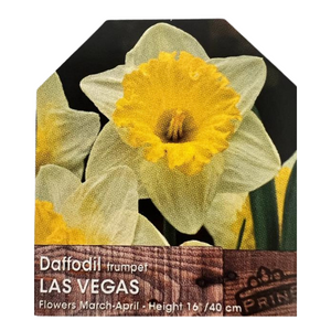 Daffodil Trumpet Las Vegas Bulbs 3Kg Bag