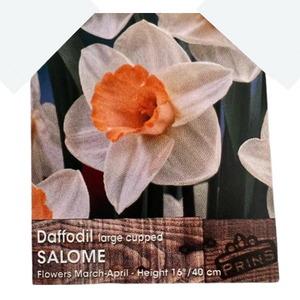 Daffodil Bulbs Large Cupped Salome 3Kg Bag