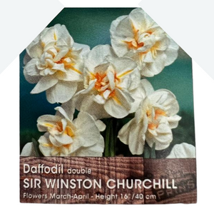 Daffodil Double Sir Winston Churchill Bulbs 3Kg Bag
