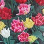 Tulip Bulbs Double Mixed 25 Per Pack