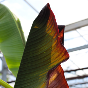 Musa Ensete Maurelii Red Banana Plant