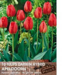 Tulip Bulbs Darwin Hybrid Apeldoorn 10 Per Pack