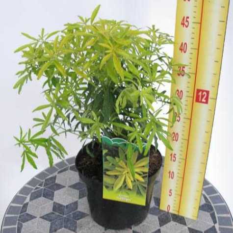 Choisya Ternata Goldfinger (Limo) Mexican Orange Blossom