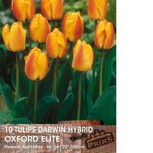 Tulip Bulbs Darwin Hybrid Oxford Elite 10 Per Pack