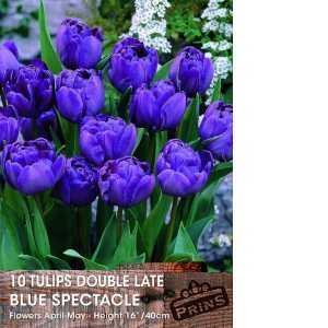Tulip Bulbs Double Late Blue Spectacle 10 Per Pack