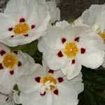 Cistus Alan Fradd (Rock Rose)