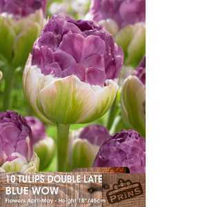 Tulip Bulbs Double Late Blue Wow 10 Per Pack