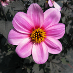 Dahlia Mystic Dreamer (Candy Eyes)