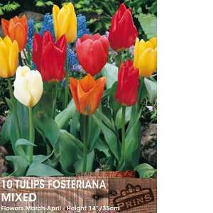 Tulip Bulbs Fosteriana Mixed 10 Per Pack