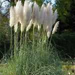 Cortaderia Selloana Pampas Grass