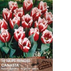 Tulip Bulbs Fringed Canasta 10 Per Pack