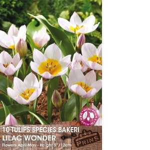 Tulip Bulbs Species Bakeri Lilac Wonder 10 Per Pack