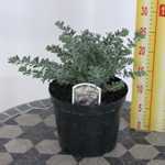 Dorycnium Little Boy Blue (Lotus Hirsutus) 3ltr