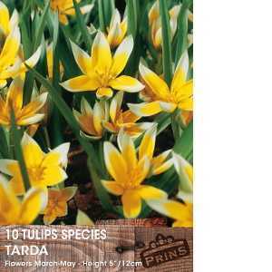 Tulip Bulbs Species Tarda 10 Per Pack