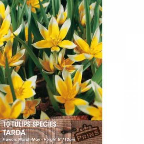 Tulip Bulbs Species Tarda 10 Per Pack