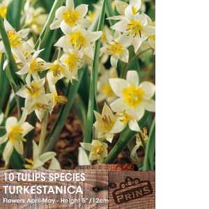 Tulip Bulbs Species Turkestanica 10 Per Pack