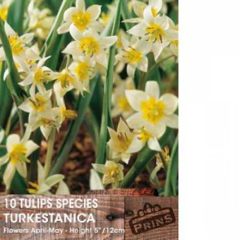 Tulip Bulbs Species Turkestanica 10 Per Pack