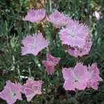 Dianthus Gratianapolitanis Bluegrass 2ltr