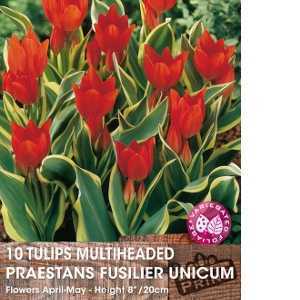Tulip Bulbs Multiheaded Praestans Fusilier Unicum 10 Per Pack