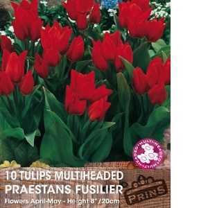 Tulip Bulbs Multiheaded Praestans Fusilier 10 Per Pack