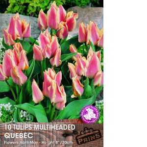 Tulip Bulbs Multiheaded Quebec 10 Per Pack