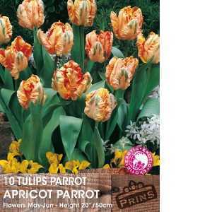 Tulip Bulbs Parrot Apricot Parrot 10 Per Pack