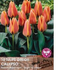 Tulip Bulbs Greigii Calypso 10 Per Pack