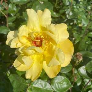 Golden Showers Climbing Rose