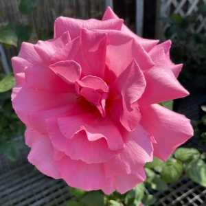 Prima Ballerina Hybrid Tea Rose