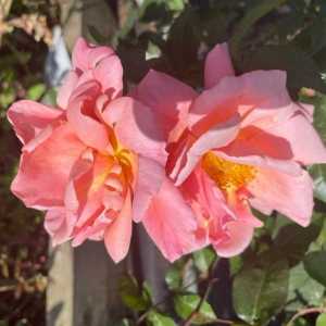 Fragrant Cloud (Tanellis) Hybrid Tea Rose