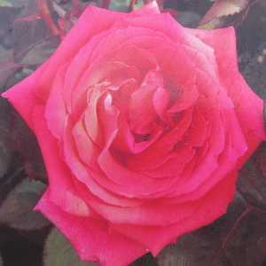 Fragrant Cloud (Tanellis) Hybrid Tea Rose