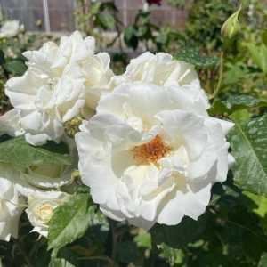 Pascali (Lenip) Hybrid Tea Rose