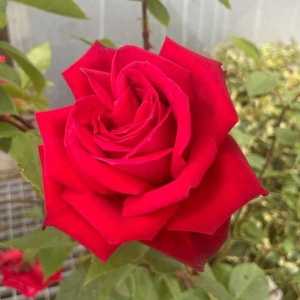 Ruby Wedding Hybrid Tea Rose