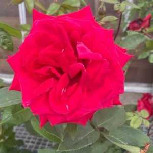 Ruby Wedding Hybrid Tea Rose