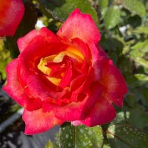 Piccadilly (Macar) Hybrid Tea Rose