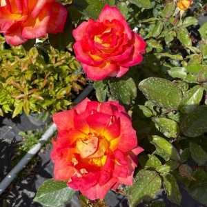 Piccadilly (Macar) Hybrid Tea Rose