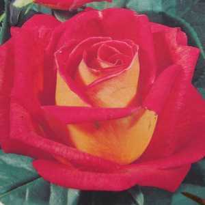 Piccadilly (Macar) Hybrid Tea Rose