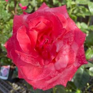 Silver Jubilee Hybrid Tea Rose