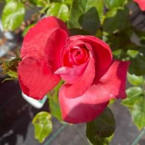 Silver Jubilee Hybrid Tea Rose