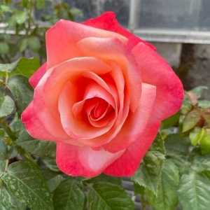 Silver Jubilee Hybrid Tea Rose