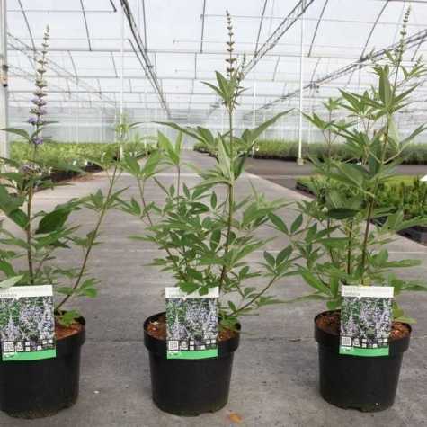 Vitex agnus castus 'Latifolia' (Chaste Tree)