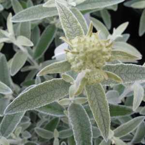 Buddleia Davidii Silver Anniversary Morning Mist (Butterfly Bush)