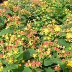 Hypericum indorum Magical Red Star